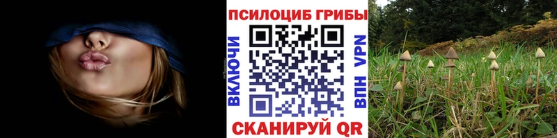 Псилоцибиновые грибы мицелий  кракен сайт  Пустошка 